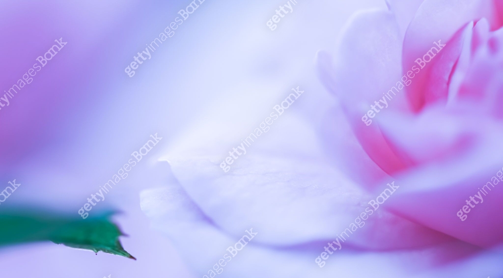 Soft Focus Abstract Floral Background Purple Rose Flower Macro Soft Focus Abstract Floral Background Purple Rose Flower Macro