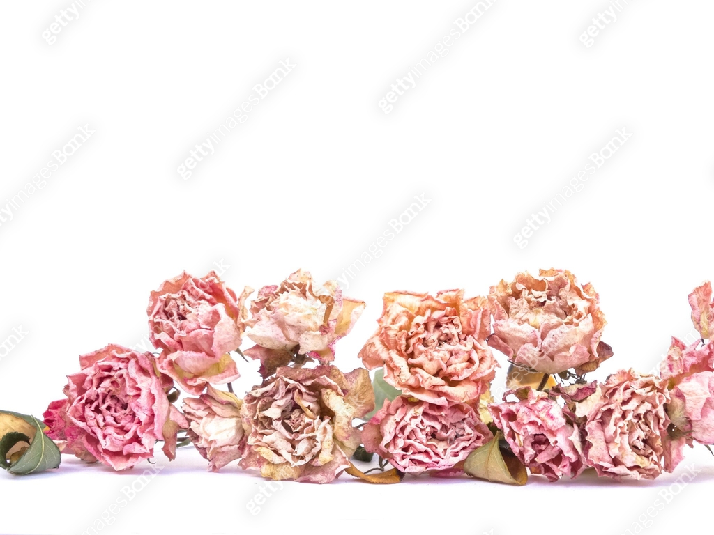 Dried mini roses 이미지 (1262812761) - 게티이미지뱅크