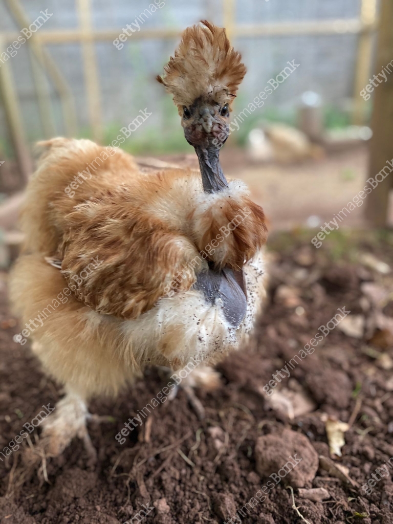 Red Showgirl Silkie Chicken 이미지 (1280703399) - 게티이미지뱅크