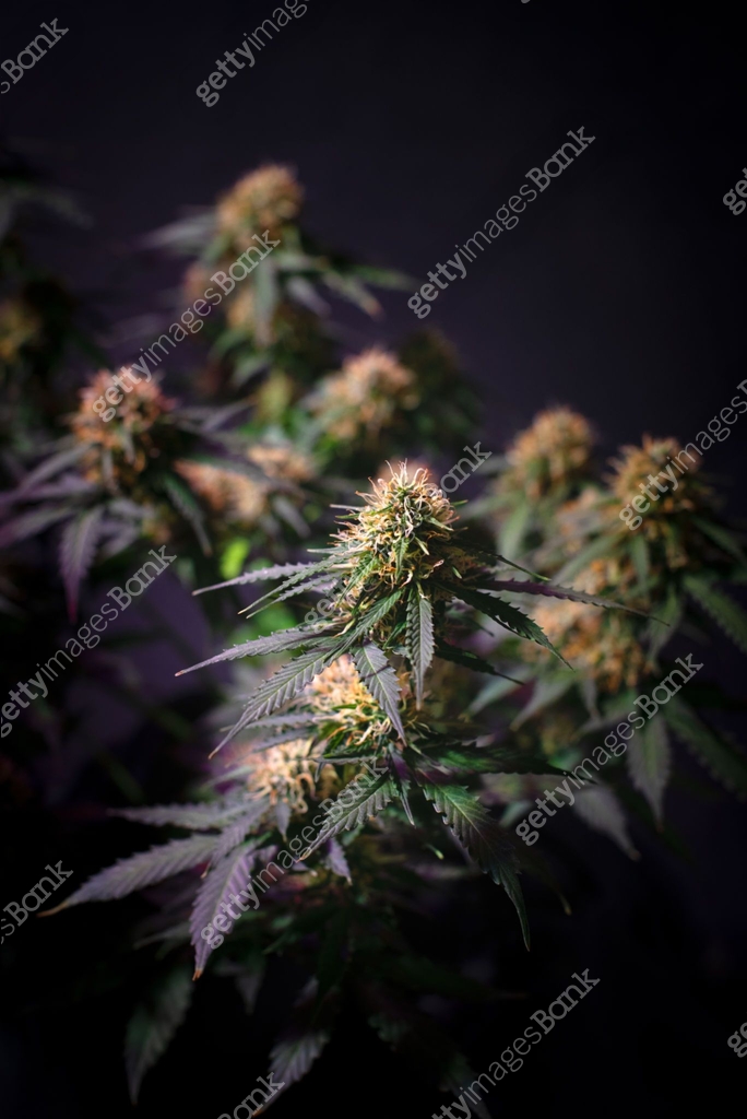 ripening cannabis bud on a bush with green leaves 이미지 (1281311631) - 게티 ...