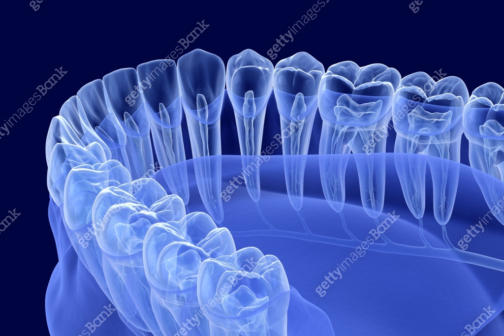 Tooth Root Panel Teeth root anatomy, Xray view. Medically accurate dental 3D ...
