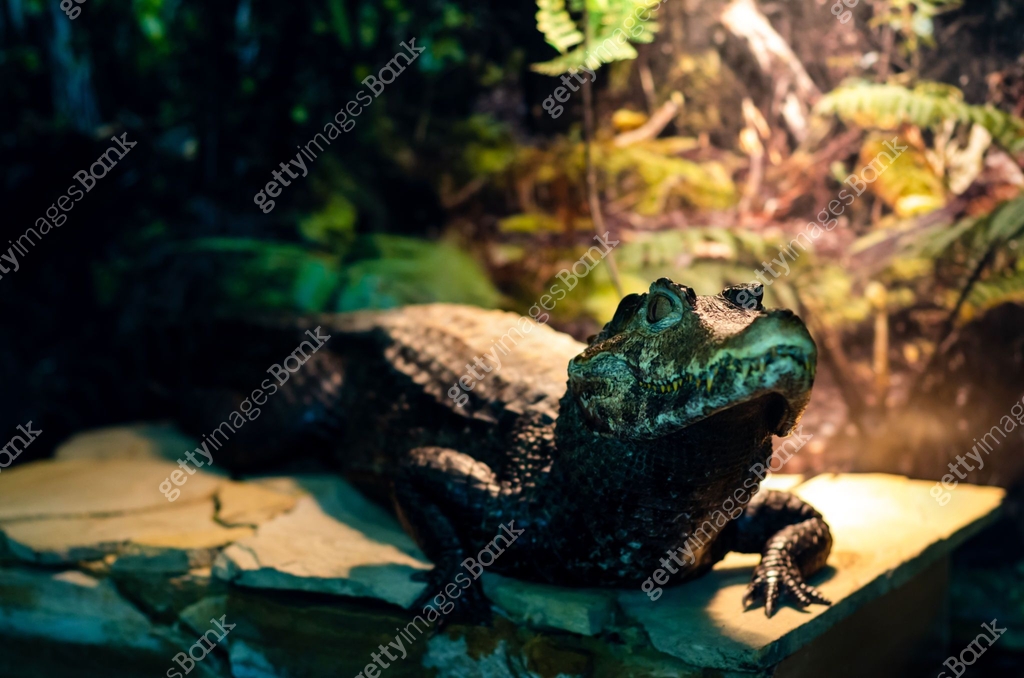 The spectacled caiman (Caiman crocodilus), also known as the white ...