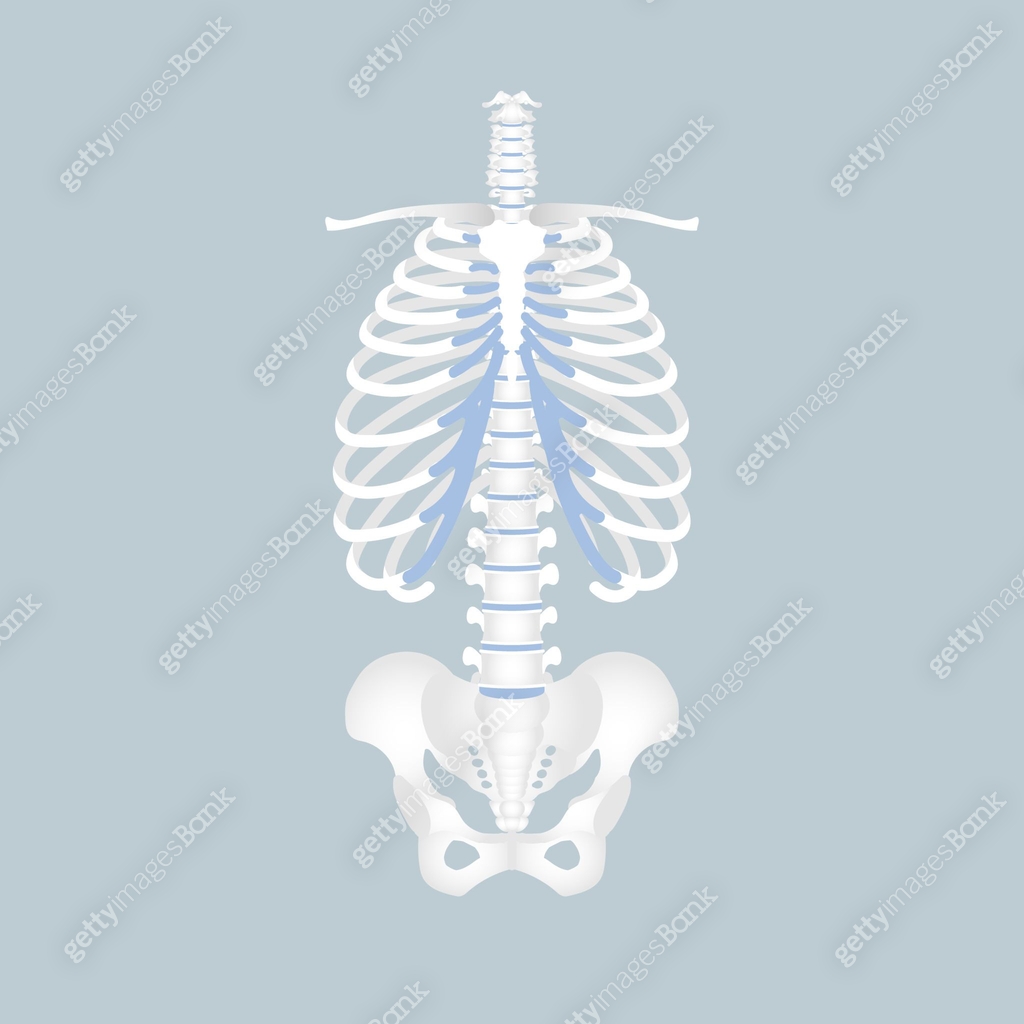 Corded Rib anatomy of human spine, spinal cord, rib cage, pelvic bone, backbone ...