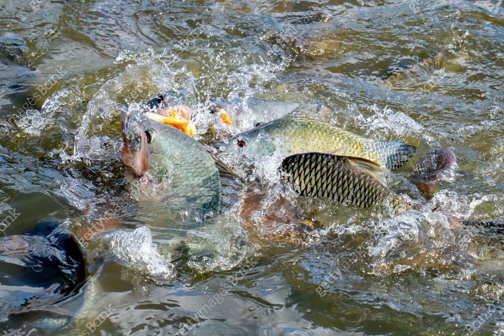 Pond Fish Eating Fish eating food in pond from feeding 이미지 (1287583291) - 게티이미지뱅크