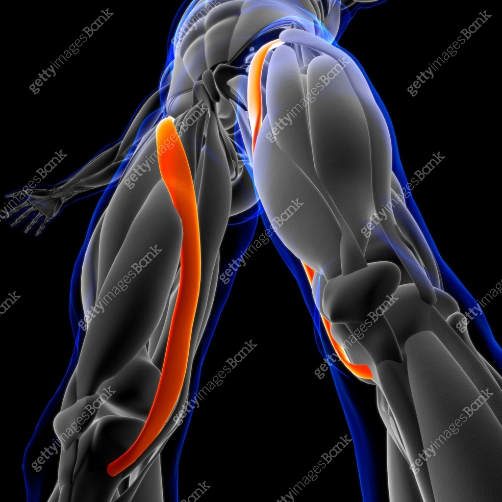 Sartorius Muscle Anatomy For Medical Concept 3D Illustration 이미지 ...