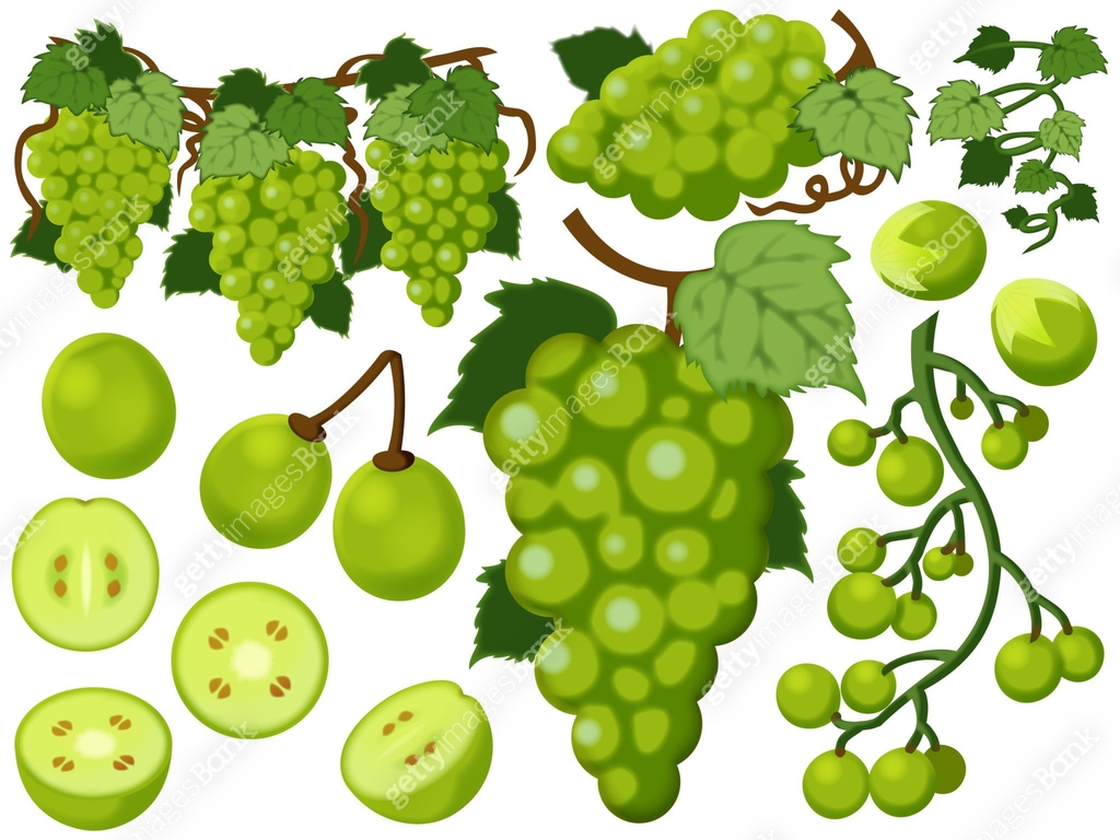 Various Muscats 이미지 (1291333266) 일러스트 무료 일러스트 게티이미지뱅크 Various Muscats 이미지 (1291333266) 일러스트 무료 일러스트 게티이미지뱅크
