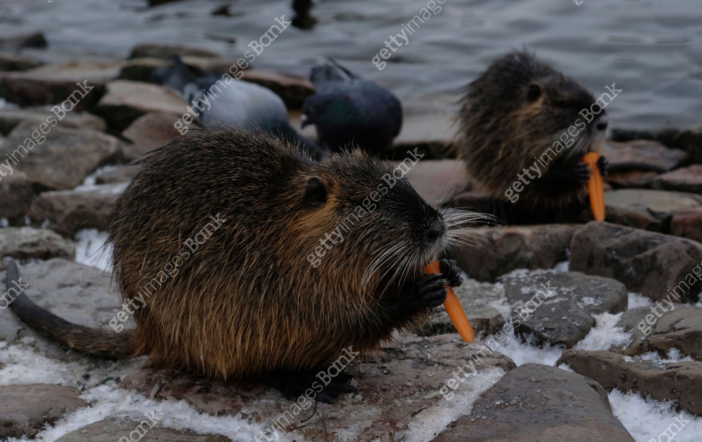 Nutria eats carrots. Chewing nutria (river rat or coypu, Myocastor ...