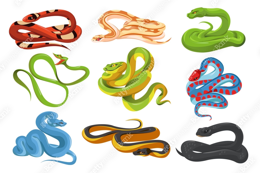 Snakes, tropical serpents, black mamba, python 이미지 (1313403823) 일러스트 ...