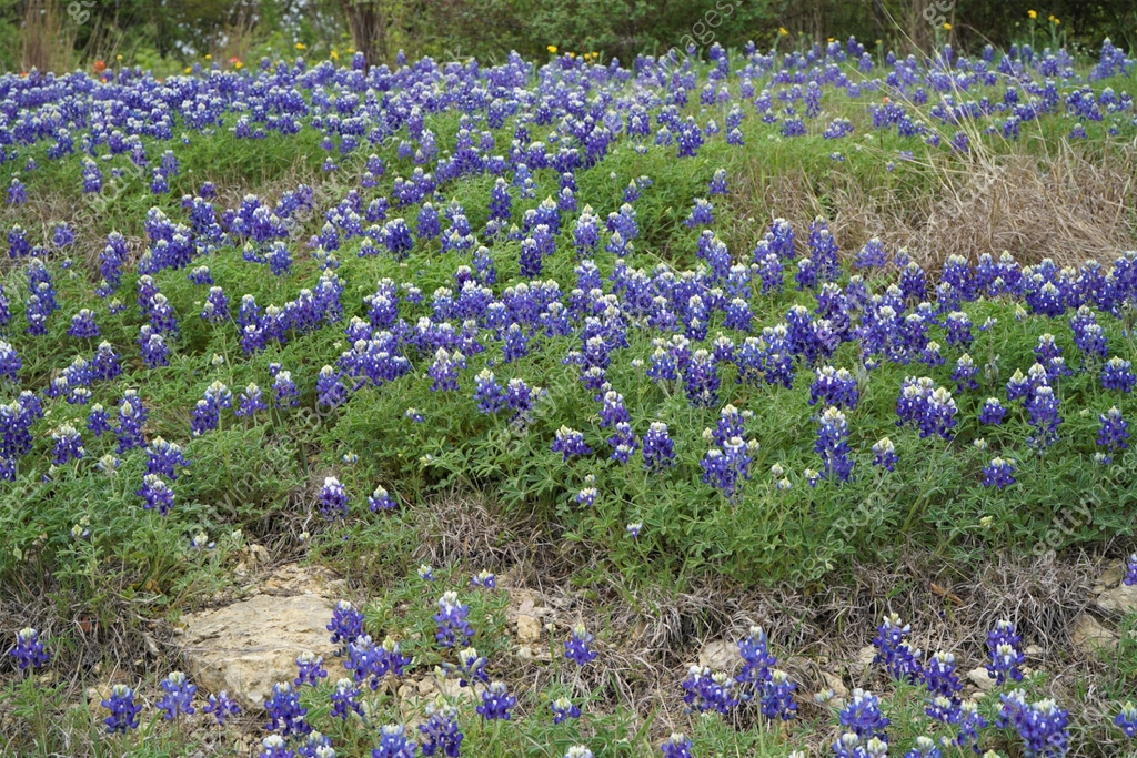Bluebonnets (lupine) Texas Wildflowers 이미지 (1311726689) - 게티이미지뱅크