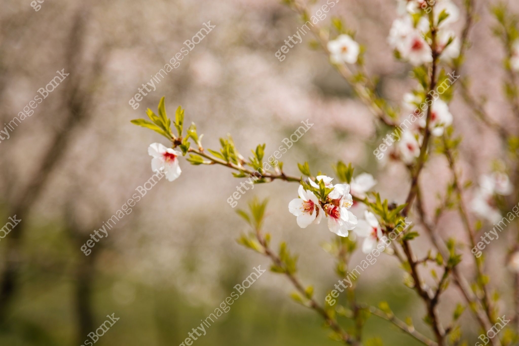 Close up, apple blossom white and pink flowers, flowering branch of ...