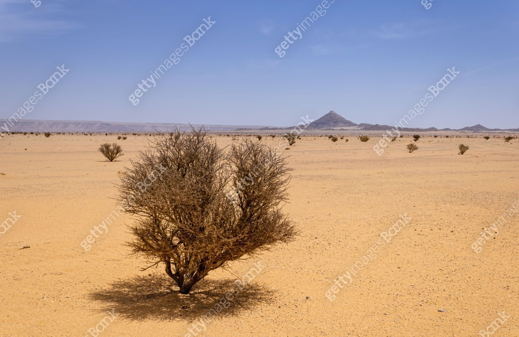 A Desert Landscape With Acacia Trees And Shrubs 1314153308 A Desert Landscape With Acacia Trees And Shrubs 1314153308