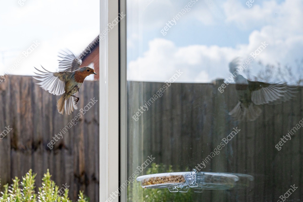 Urban wildlife as a robin eats from a window suet bird feeder 이미지 ...