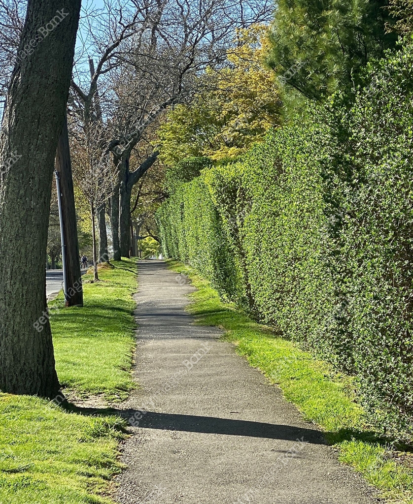 Path Walk Side View Paved path or sidewalk, with hedges on one side and trees on the other ...