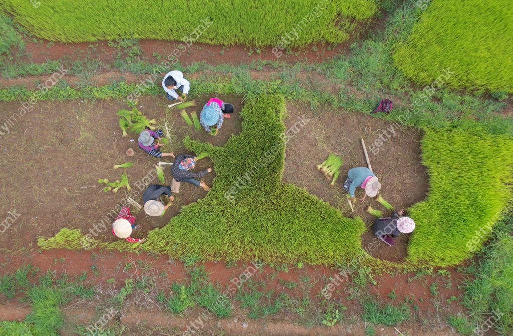Aerial view of a group of farmers collecting rice plants in green paddy ...