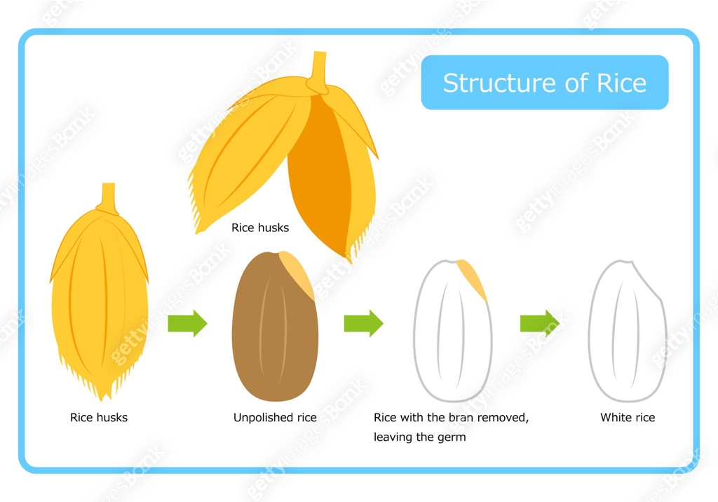 English version of rice structure diagram chaff brown rice germ rice ...