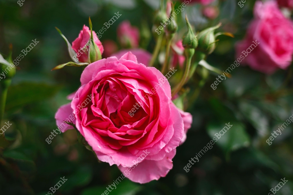 bush of fresh juicy spring pink roses, shot close-up 이미지 (1322673706 ...