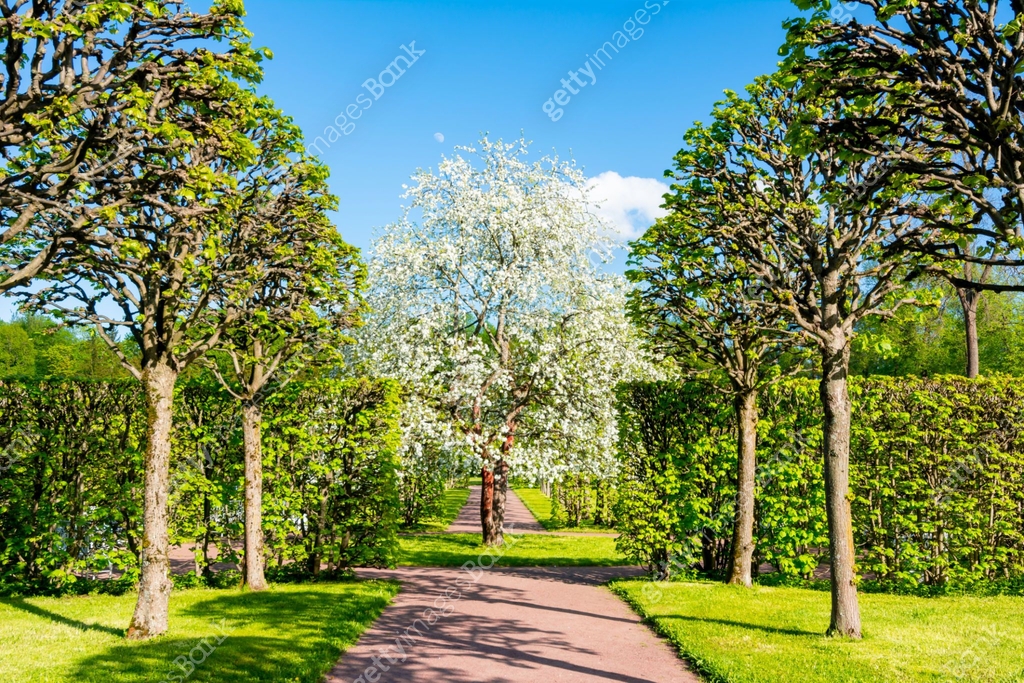 Blooming apple tree in spring, Pushkin, Saint Petersburg, Russia 이미지 ...