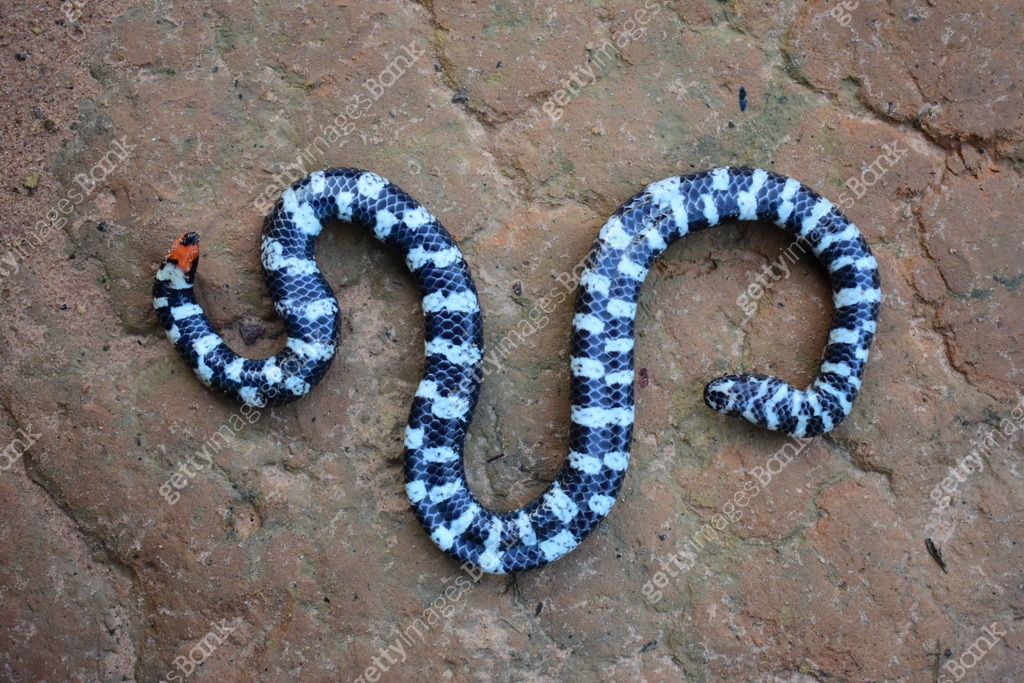 Family Cylindrophiidae Red tailed Pipe Snake Genus Cylindrophis family-cylindrophiidae-red-tailed-pipe-snake-genus-cylindrophis