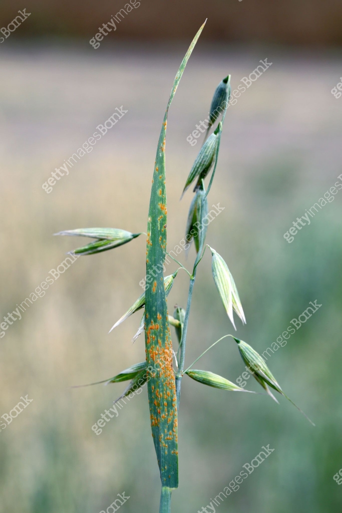 Stem rust, also known as cereal rust, black rust, red rust or red dust ...