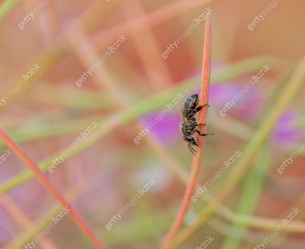 Insect Bank The insect sits on a branch against a red blurred background. A bee ...