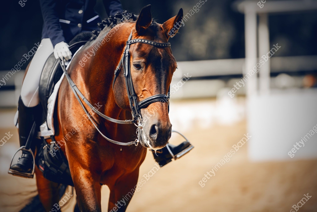Equestrian sport. Portrait sports stallion in the double bridle.The ...