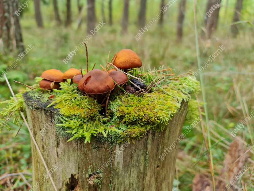 Mushrooms In The Forest Edible Mushrooms Forest Natural Mushrooms mushrooms-in-the-forest-edible-mushrooms-forest-natural-mushrooms