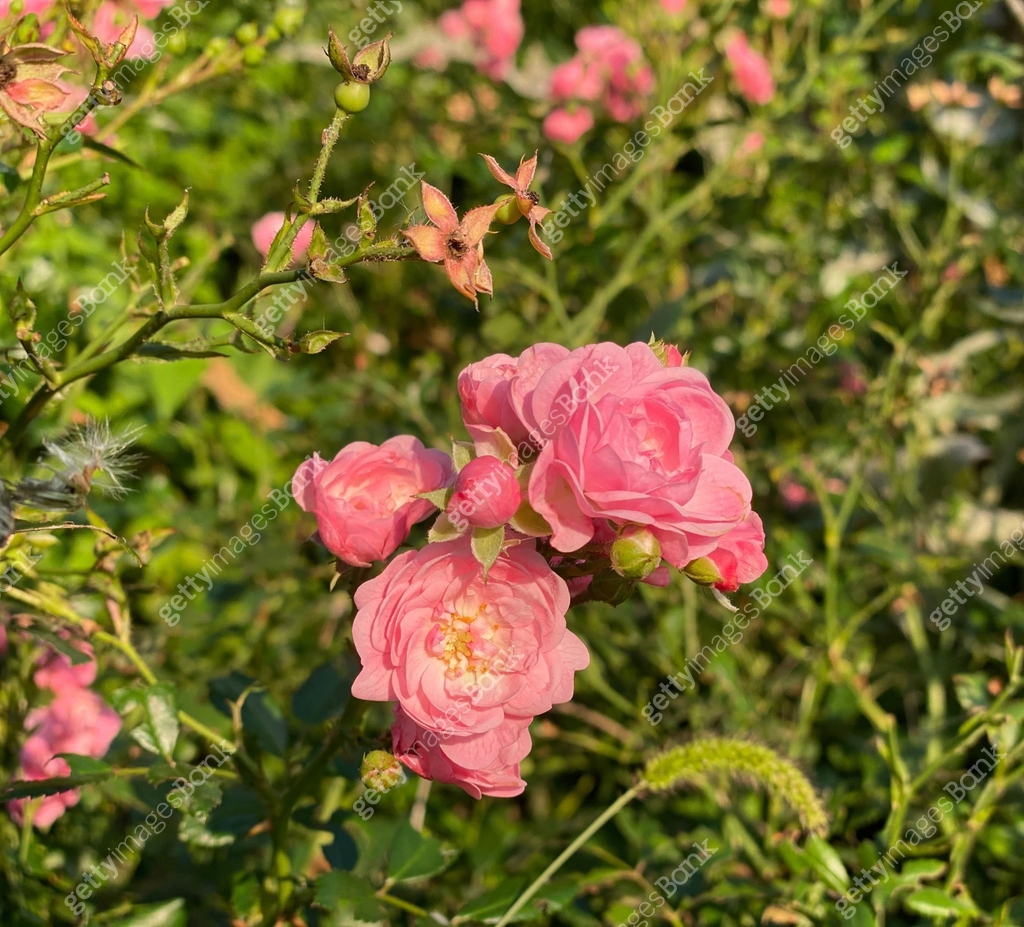 Smell Pink Roses Pink rose bush on green grass summer meadow. Delicate roses blossom ...