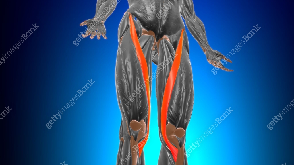 Sartorius Muscle Anatomy For Medical Concept 3D 이미지 (1339176384) - 게티이미지뱅크