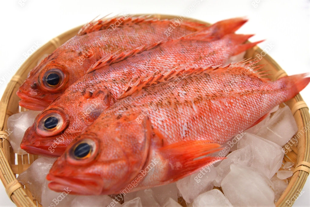 Scorpion fish that has been prepared and served on a colander. 이미지 ...