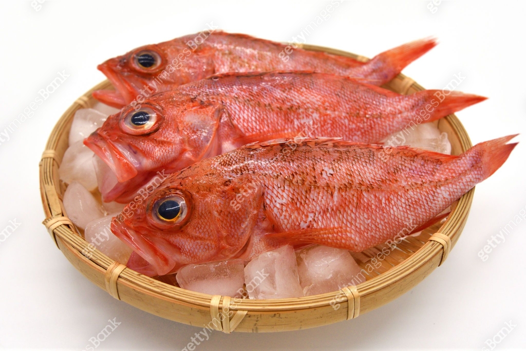 Scorpion fish that has been prepared and served on a colander. 이미지 ...