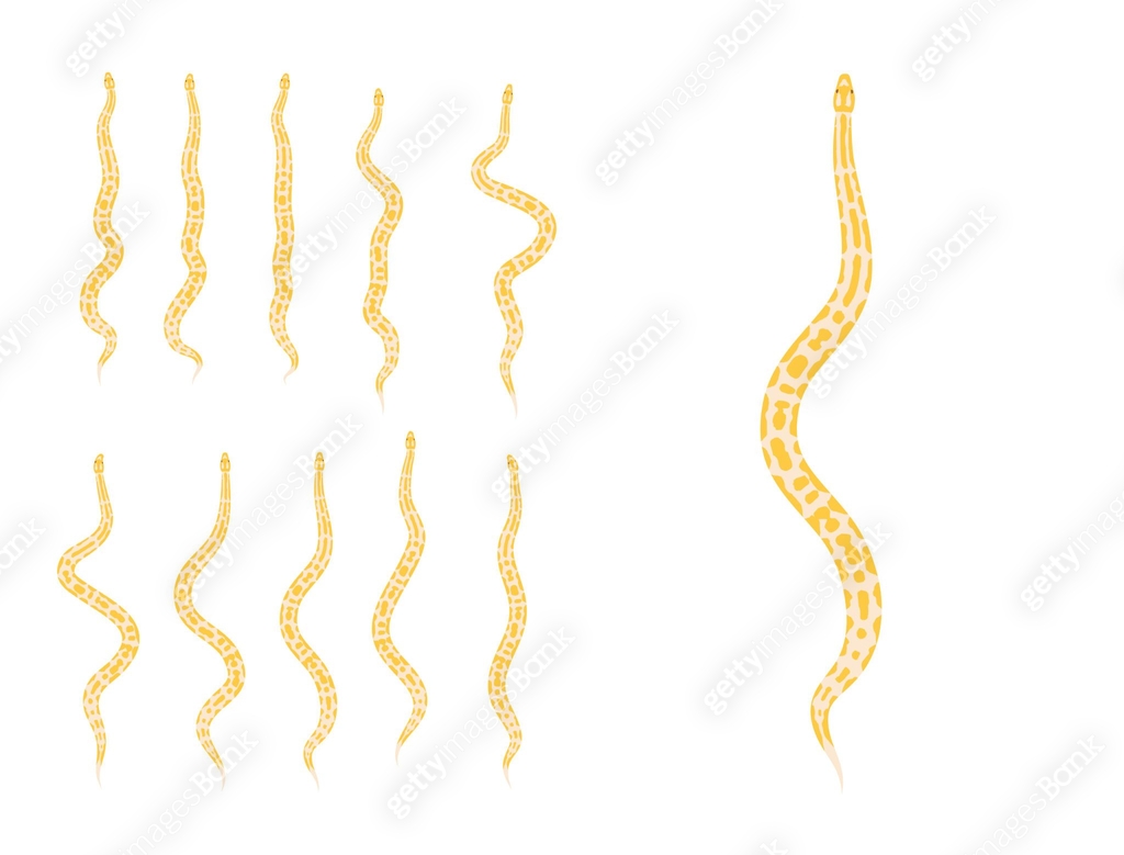 Animal Animation Sequence Ball Python Cartoon Vector 이미지 (1351594637 ...