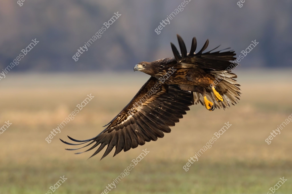 Young white-tailed eagle landing on field in autumn 이미지 (1357654884 ...