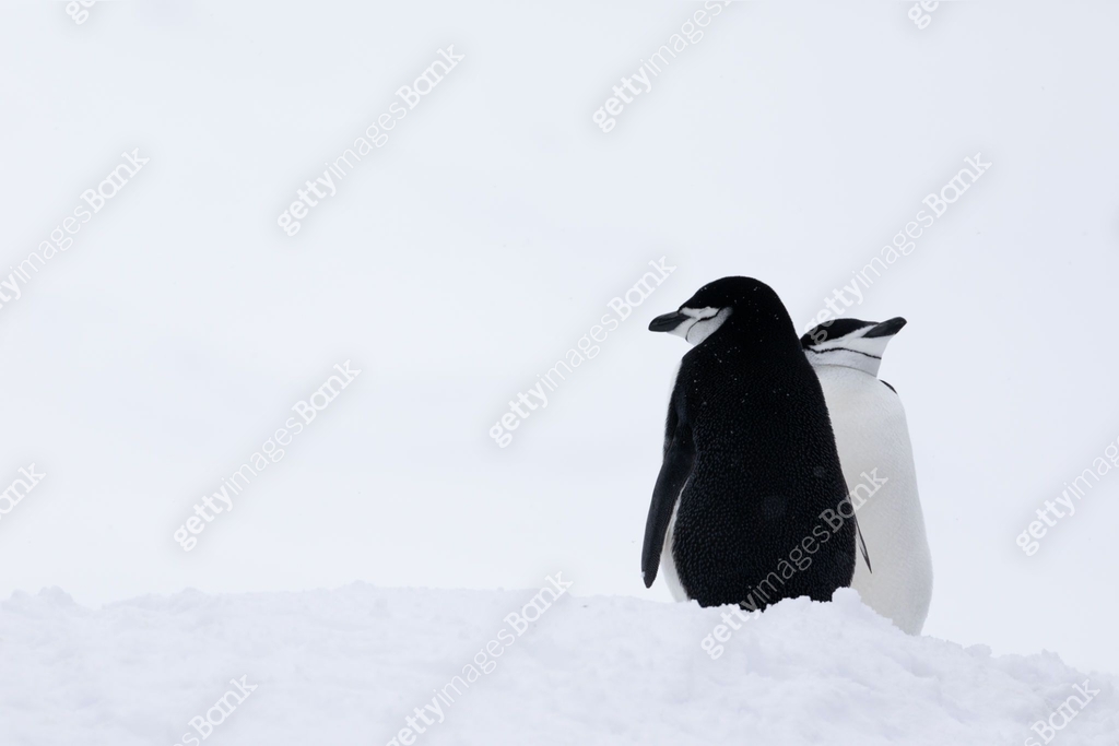 Penguin Spring Scene Two chinstrap penguins courting in the beginning of spring. Antarctica ...