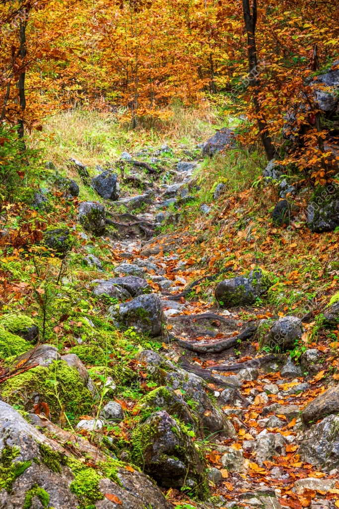 Steep hiking path in the forest at Wilder Kaiser mountain 이미지 ...
