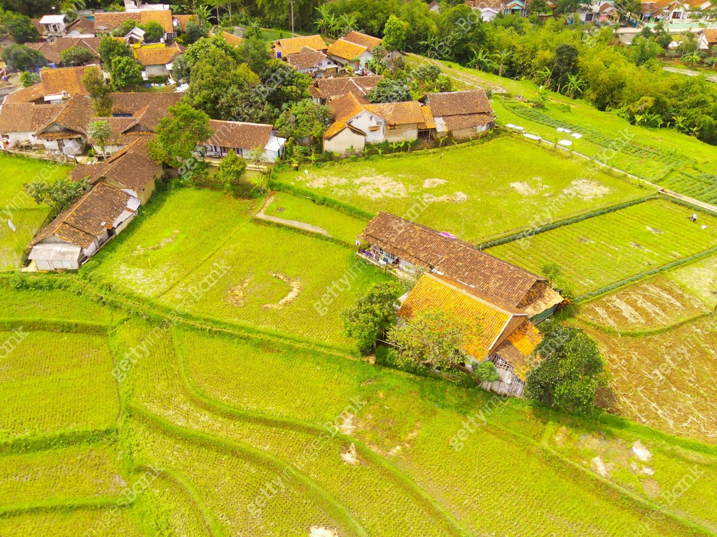 A remote house in the middle of a vast rice field 이미지 (1449788188) - 게티 ...