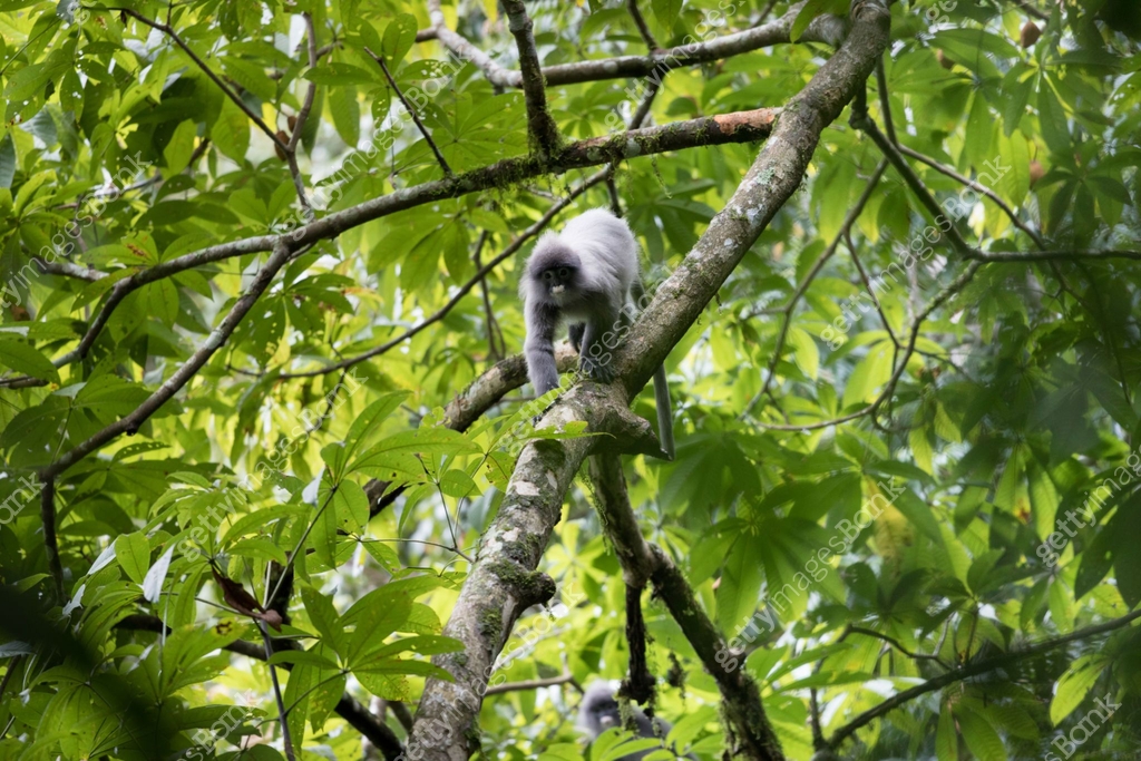Java Leaf Mankey Animal : adult Dusky leaf monkey (Trachypithecus obscurus), also known ...