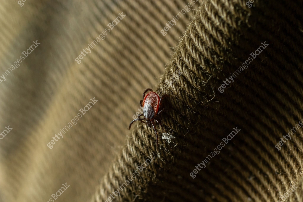 A dangerous insect mite on the tissue surface creeps toward the target ...