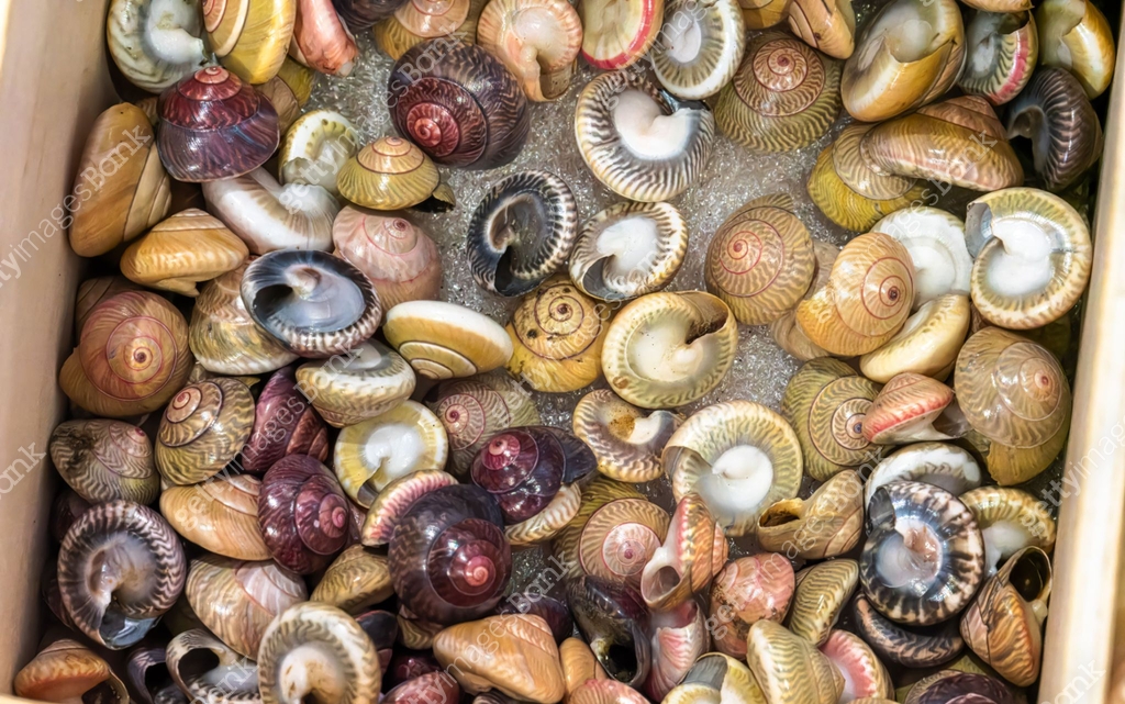 Natural shell collection: snail shells in various colors 이미지 ...
