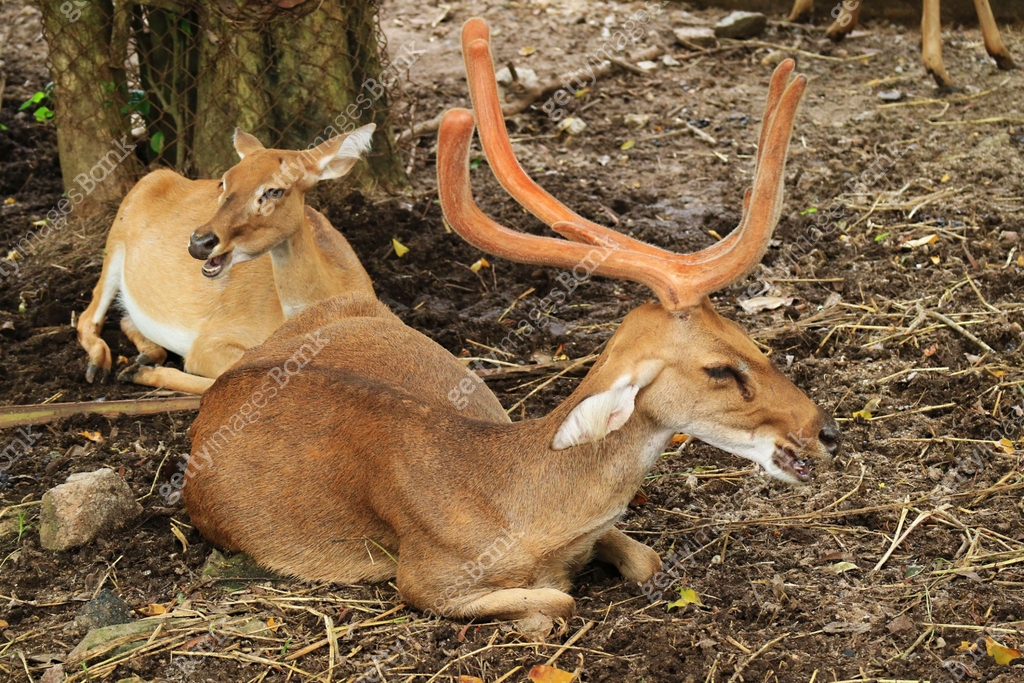 Male Burmese Eld's Deer (Rucervus eldii thamin) with Female Deer 이미지 ...