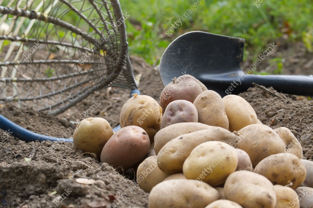 Freshly harvested potatoes piled on the ground with a gardening rake ...