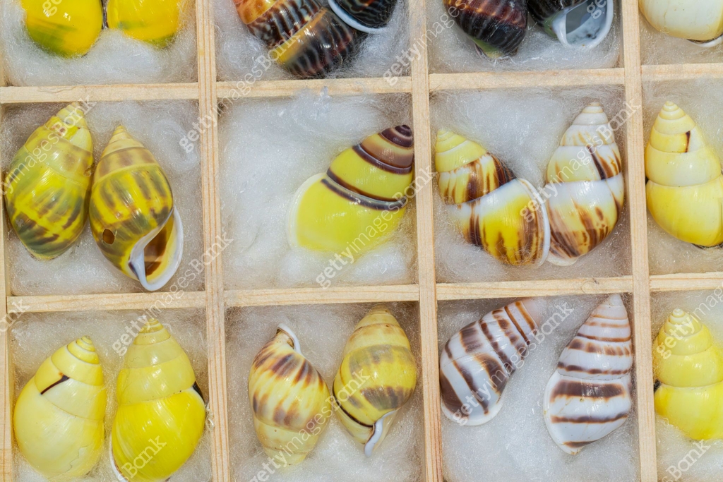 Natural shell collection: snail shells in various colors 이미지 ...