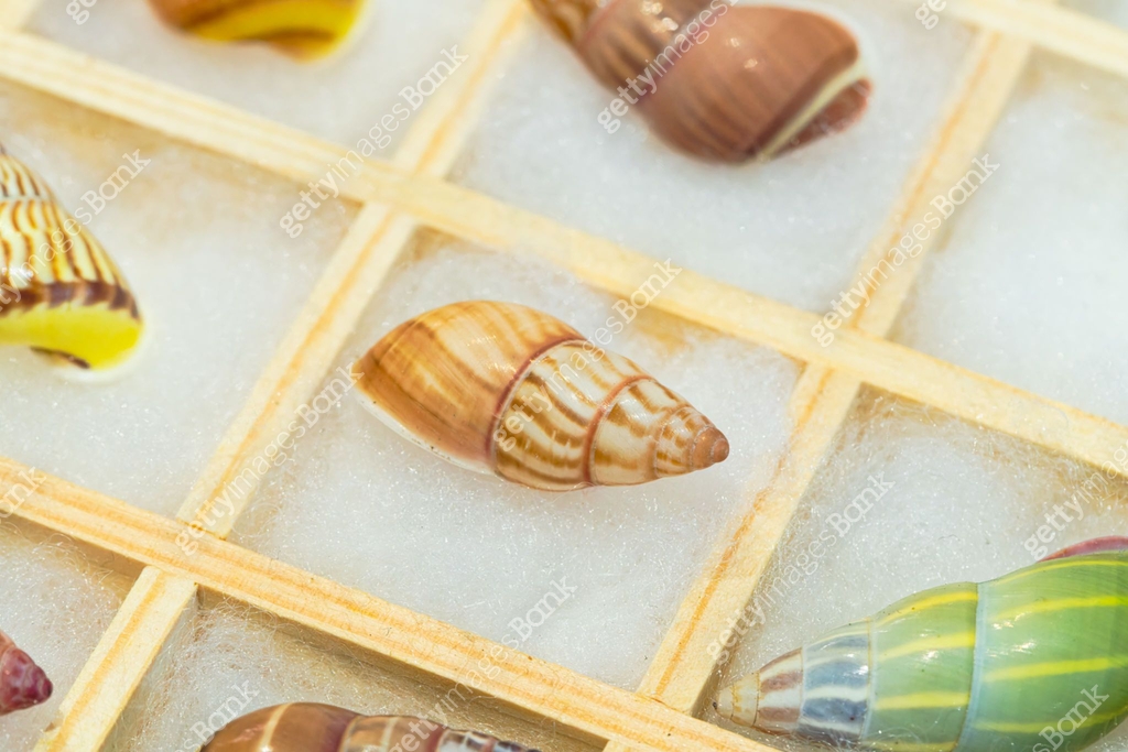 Natural shell collection: snail shells in various colors 이미지 ...