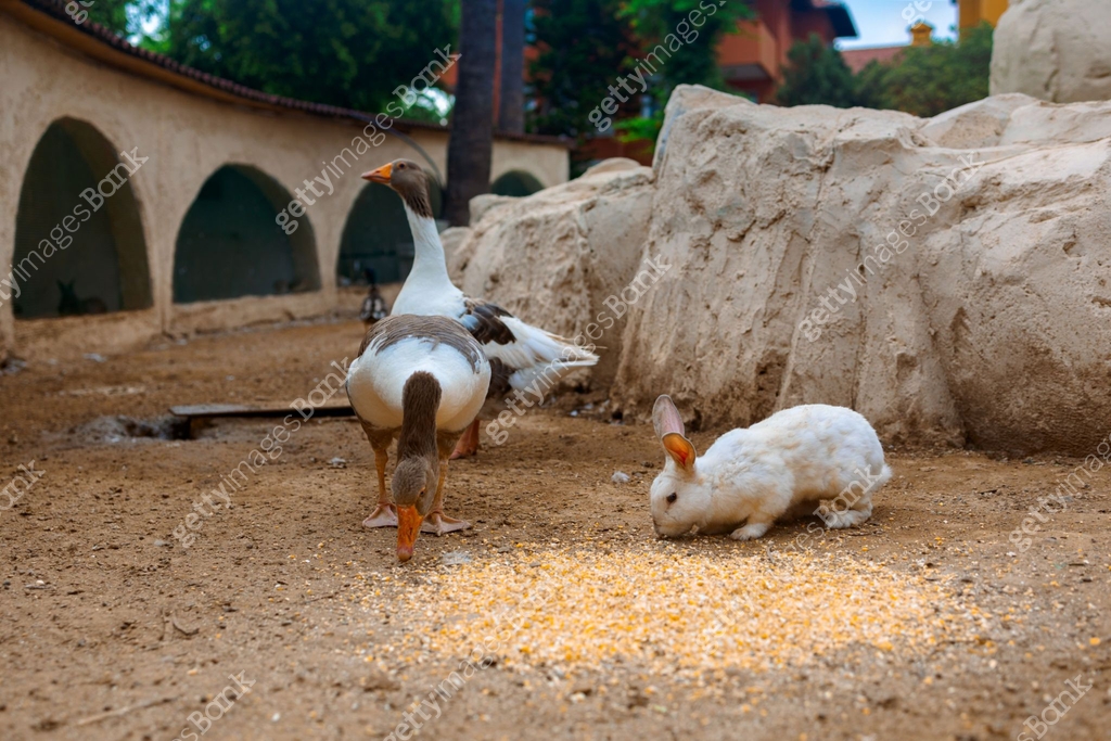 Countryside landscape with geese, rabbits, chickens, turkeys graze in ...