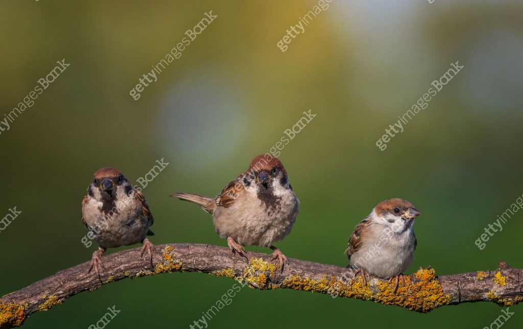 three birds sparrows sitting on a tree branch against the background of ...