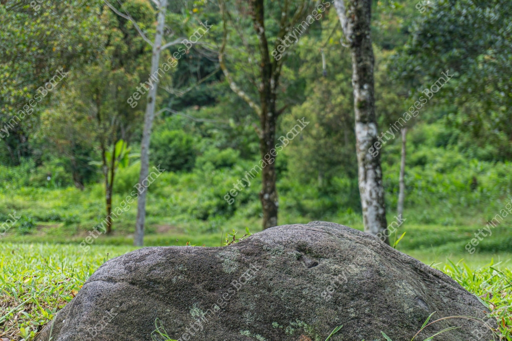 A rock as foreground object in shallow depth of field focus with forest ...