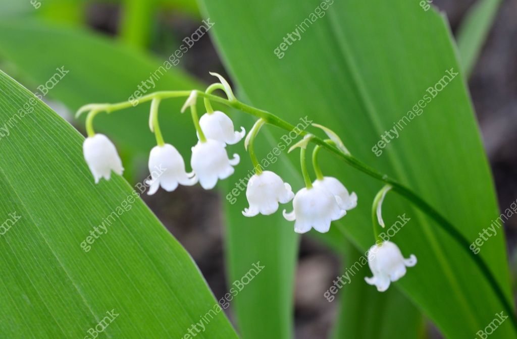 A Close Up Of The Lily Of The Valley That Is Blooming 2188528381 a-close-up-of-the-lily-of-the-valley-that-is-blooming-2188528381