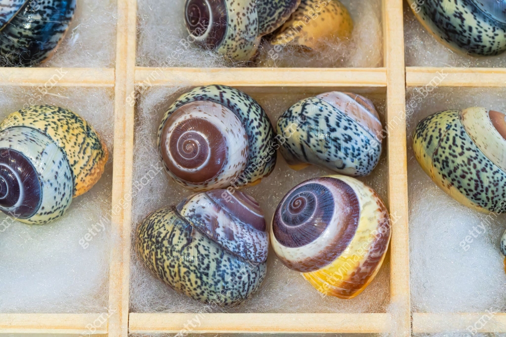 Natural shell collection: snail shells in various colors 이미지 ...