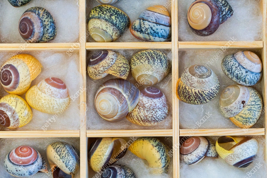 Natural shell collection: snail shells in various colors 이미지 ...