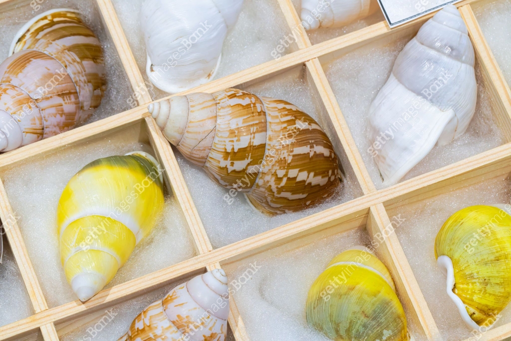 Natural shell collection: snail shells in various colors 이미지 ...