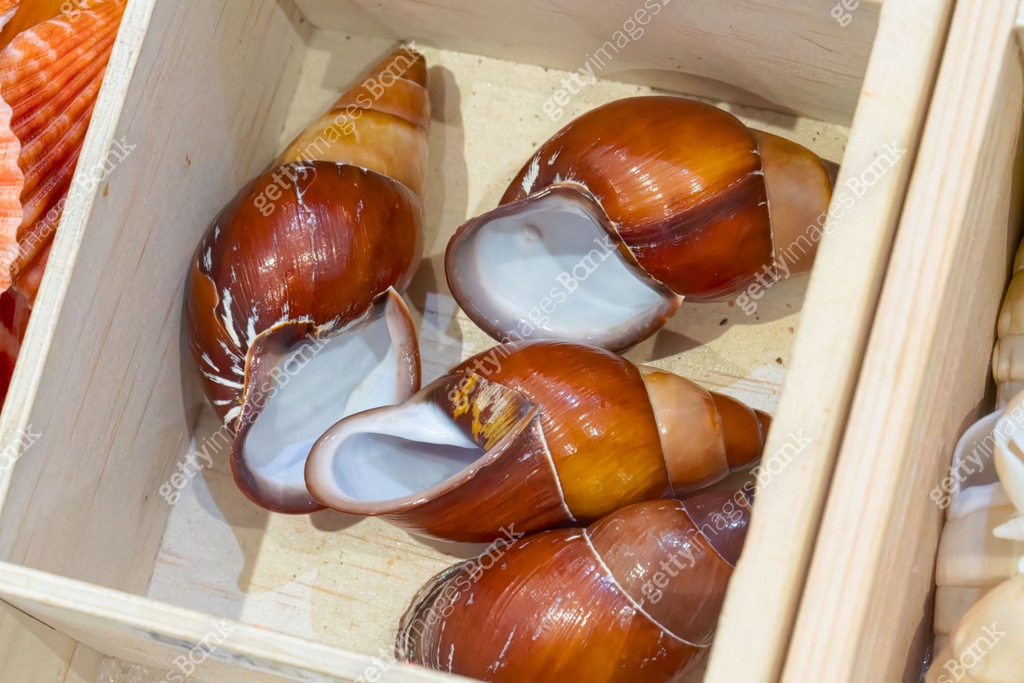 Natural shell collection: snail shells in various colors 이미지 ...